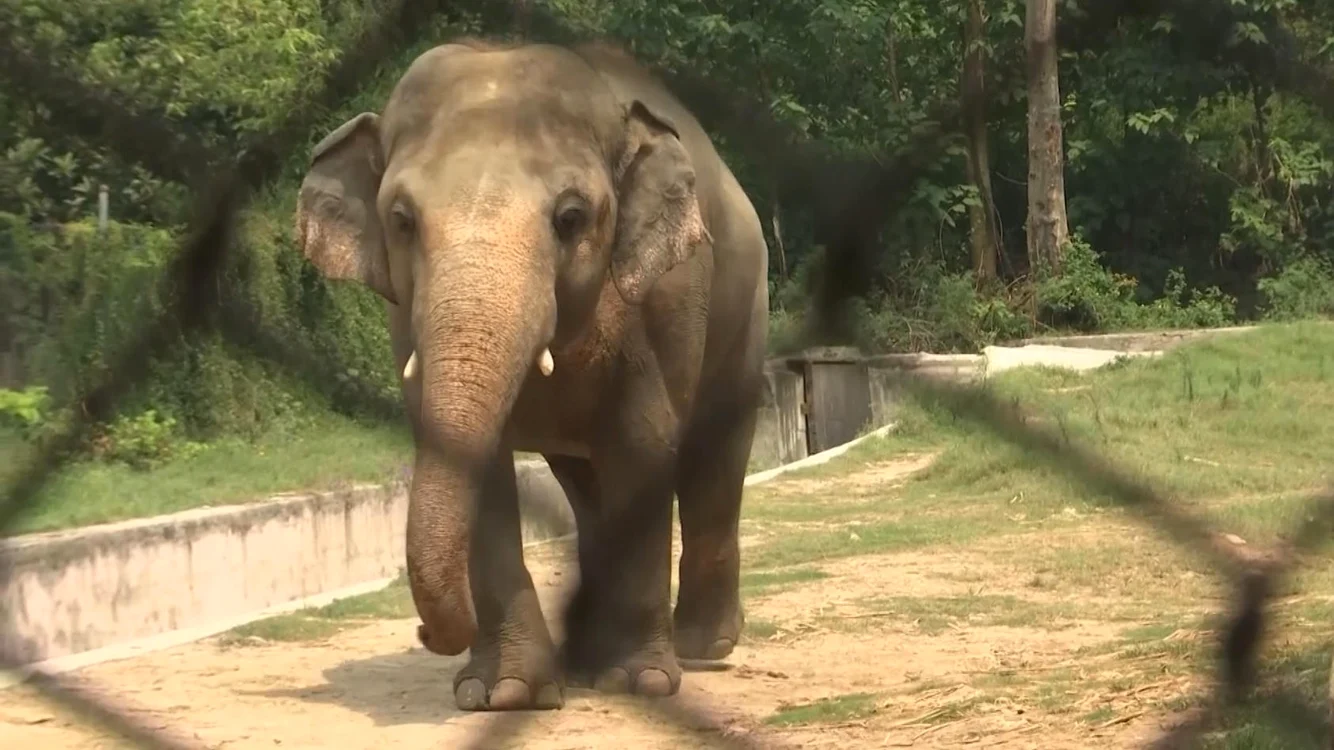 Un elefant de Borneo şi-a omorât îngrijitorul: „A murit pe loc”
