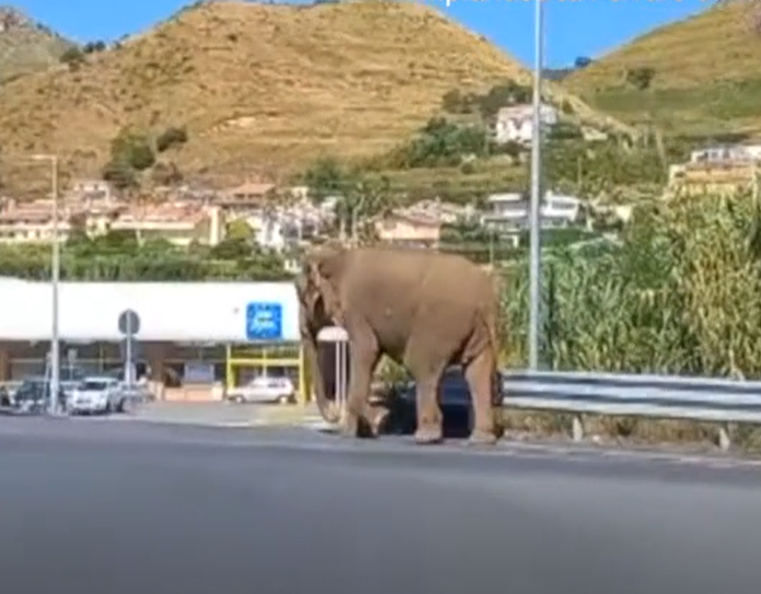 Un Elefant Scăpat De La Circ, Surprins Pe O Autostradă Din Italia. Se îndrepta Spre Un Supermarket