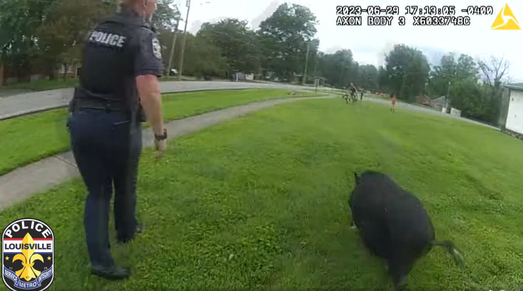 „Urmărire” Virală: Polițiștii și Localnicii încearcă Să Prindă Un Porc Care Alerga Pe Străzile Din Kentucky, Louisville | VIDEO