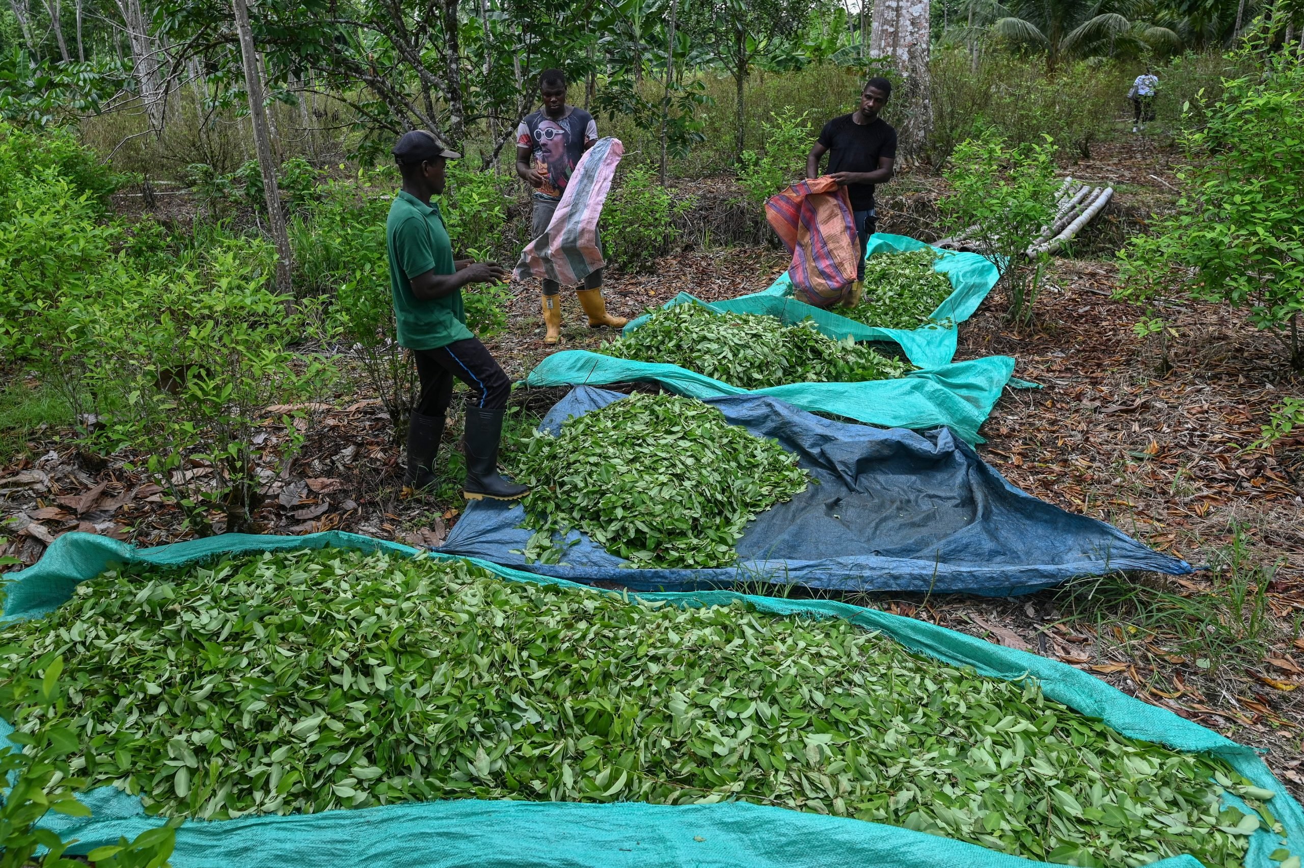 ONU: Prăbușirea Prețului Plantei Coca, Ingredientul Principal Al Cocainei, Pune în Pericol Securitatea Alimentară Din Columbia